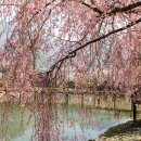 영산 연지못 이미지