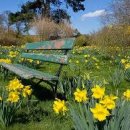 Seven Daffodils 가사 &amp; 한국어발음