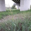 대천천2 이미지