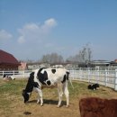 경춘목장 이미지