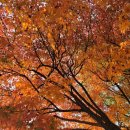 26500-76-01-032 | 경기 부천 까치울역 부천자연생태공원 <부천무릉도원수목원> 단풍명소 무장애숲길 메타세콰이어길