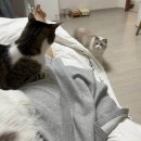 봄봄냥 이미지