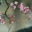요일 Daum카페