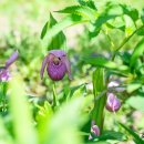 만항할매민박 이미지