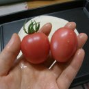 토마토피자 이미지