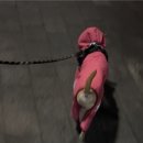 밤빗 이미지