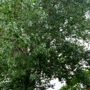 호암남부점 현대자동차 | 아반떼MD 덜덜거리는 증상 흡기 클리닝 블루핸즈 호암남부점