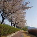 송광사&벚꽃길 | 송광사벚꽃길 여행 후기: 평온한 자연 속의 힐링