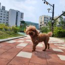 리본반려견 유치원 이미지