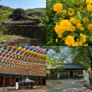 공주 갑사 황매화 축제 끝난 후 다녀온 후기