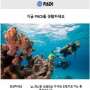 [필리핀여행] 세부 오션플레이어 스쿠버다이빙 자격증 4일만에 따기 (PADI 오픈워터 + 어드밴스드...