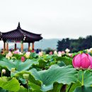 하화 이미지