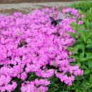 긴꼬리 제비나비 이미지