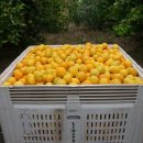 호주농장 이미지