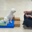 애견호텔 이미지