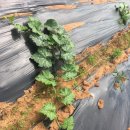 맷돌농장 이미지