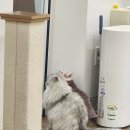 너즐 | 성수 고양이 카페 너즐 방문 후기