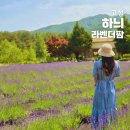 고성 하늬라벤더팜 축제 개화상황 주차 입장권 개막일 방문 후기