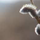 강아지천국 이미지