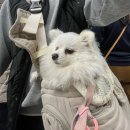 1226 | 애견동반 제주여행 / 강아지랑 제주도 비행기 / 대한항공 KE1113 / KE1226 후기