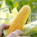 브라이튼미