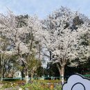 옥연 | 베이징 옥연담공원 玉渊潭公园벚꽃 실시간 상황