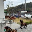 디포니 이미지