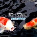 코이 이미지