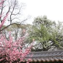 연두꽃