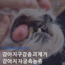 송도동물병원 | 강아지 자궁축농증 수술 후기 : 송도 수술전문 동물병원
