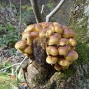 감자바우 이미지