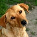 화분인간 이미지