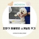 참 동물병원 | 밁쿵뽄희의 건강지킴이🩺 호랑이 동물병원에서 스케일링 후기