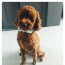 삐삐 펫살롱 이미지