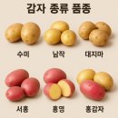 홍영식품