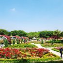 영화마을면목3동점 | 서울부터 곡성까지 인생샷 폭발한 장미축제 TOP5