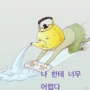 오뉴월개팔자 이미지