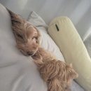 남창애견 | [천안 카페]천안 벚꽃뷰 감성카페 이숲 다녀온 내돈내산 후기 애견동반 야외가능