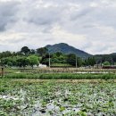 가야시장(아라길) 이미지