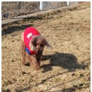 딩굴댕굴 애견호텔 유치원 | 남양주애견유치원 고민된다면, 애견카페왕 애견유치원·애견호텔 이용 후기