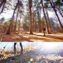 고요한 숲 이미지