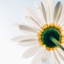 일과 이분의일 이미지