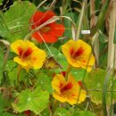 가경동부A | 스틸트(Stilts)는 삼한인(COREA)들의 전통놀이
