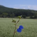 오래 보야야 사랑스럽다 이미지