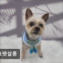 요요펫살롱