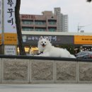 바보형제쭈꾸미 이미지
