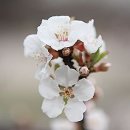 복숭아꽃 살구꽃 이미지