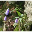 초롱꽃공원 이미지