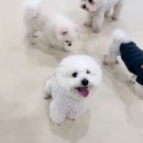 털로덮인친구들 애견유치원&애견호텔 수원시청역점 이미지