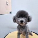 붕가붕가샵 이미지